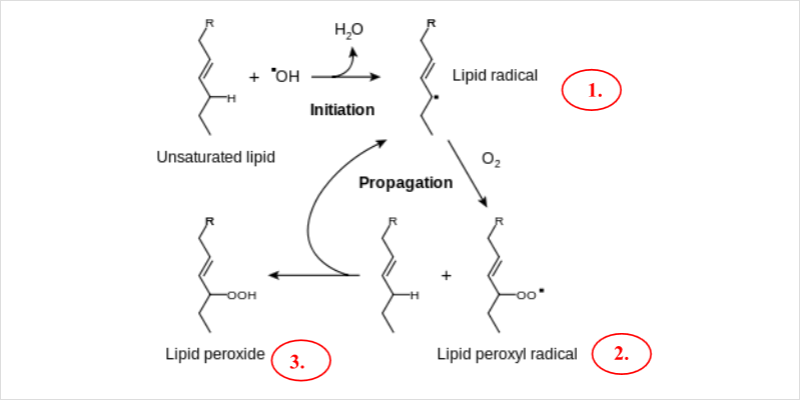 lipid-peroxide