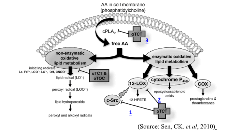 neuroprotective