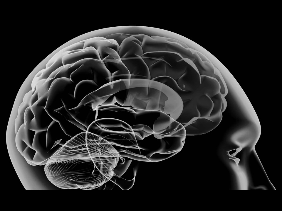 Palm Tocotrienol Supports Neuroprotection by Modulating Microglia Responses