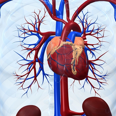 cardiovascular health