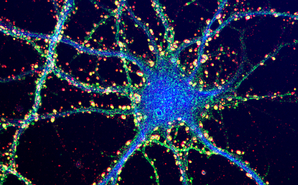 Dendrites Synapses-credit brain facts