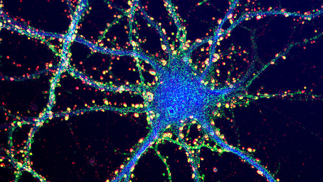 Dendrites Synapses-credit brain facts