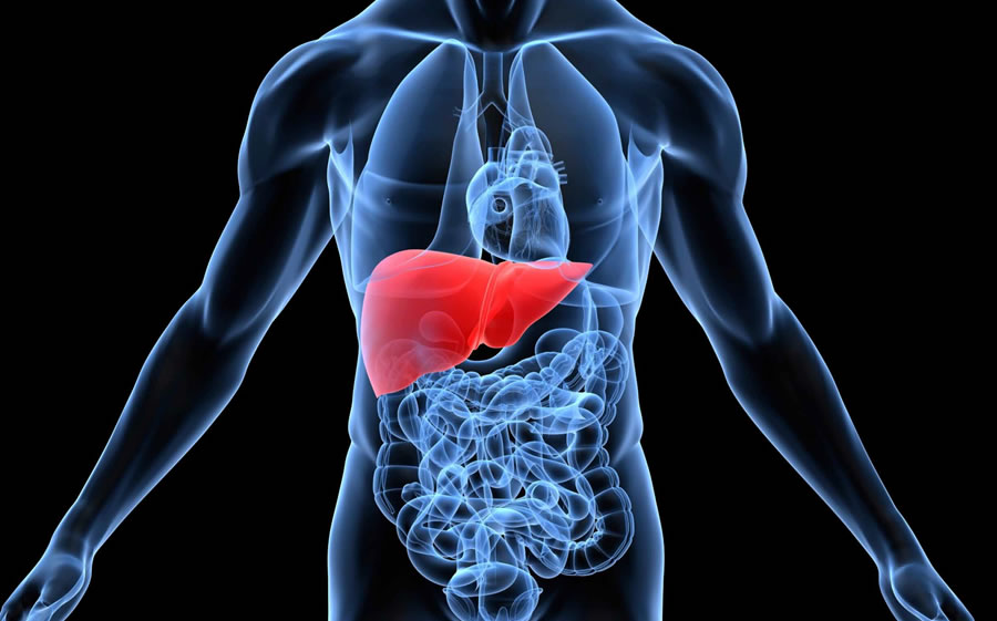 Liver Health - TOCOTRIENOL Tocotrienol.org Liver Health - TOCOTRIENOL Tocotrienol.org